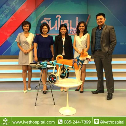 บี้เกิ้ลท้องโย้แต่คลอดไม่ออก คุณหมอช่วยด้วยข้อมูลสัตว์ป่วย “คิตตี้”เป็นแม่แมวร่างน้อย สายพันธุ์ British Shorthair เพศเมีย อายุ 1 ปี เข้ารับการรักษาที่โรงพยาบาลสัตว์ไอเว็ทด้วยอาการคลอดลำบาก โดยเจ้าของสังเกตพบว่าภายหลังจากน้องคิตตี้มีน้ำคร่ำไหลออกทางอวัยวะเ